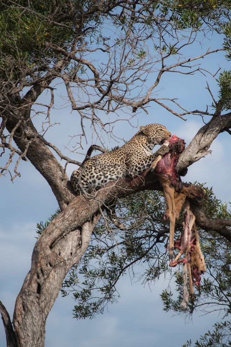 Tsavo 3